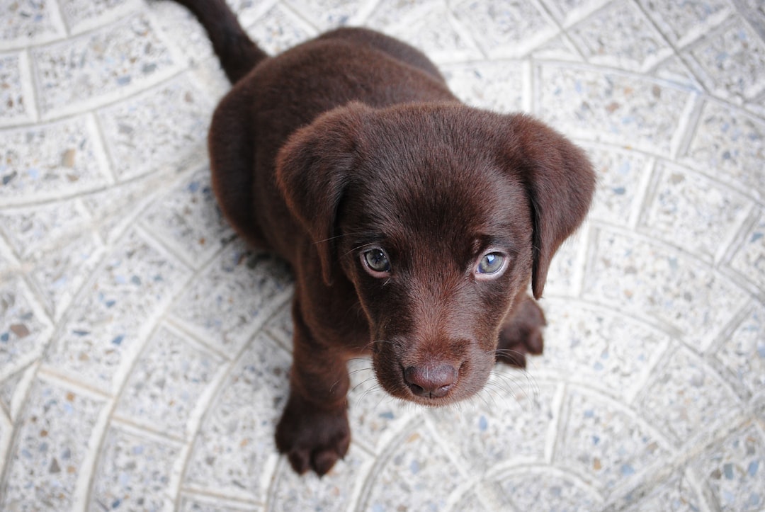 Photo Pet-friendly hotel lobby