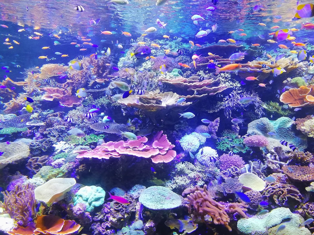 Photo Underwater hotel
