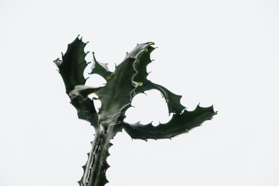 Photo Flying Adversary of Godzilla Crossword Clue - Monster Trivia for Puzzle Enthusiasts