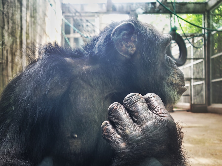 Photo "Godzilla x Kong x-ray edition differences"