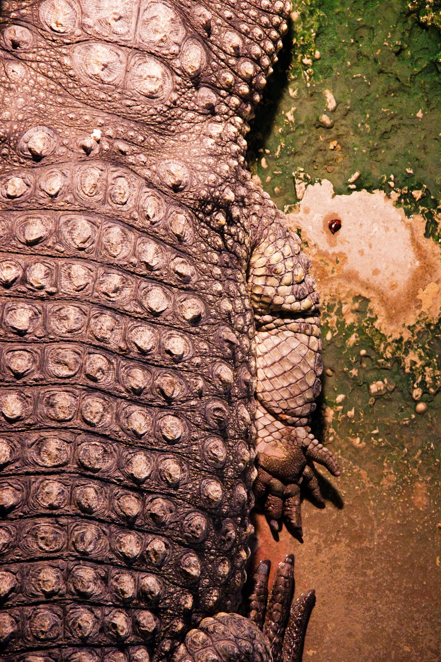 Photo "Do Godzilla and Mothra have a relationship?"