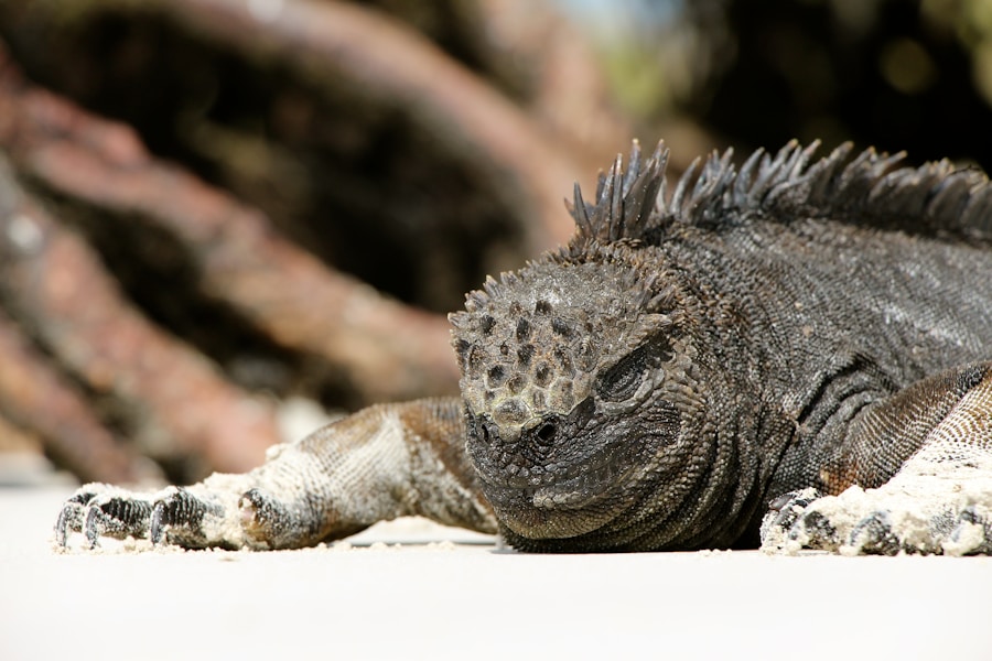 Flying Adversary of Godzilla NYT Crossword Clue – Monster Etymology Explained