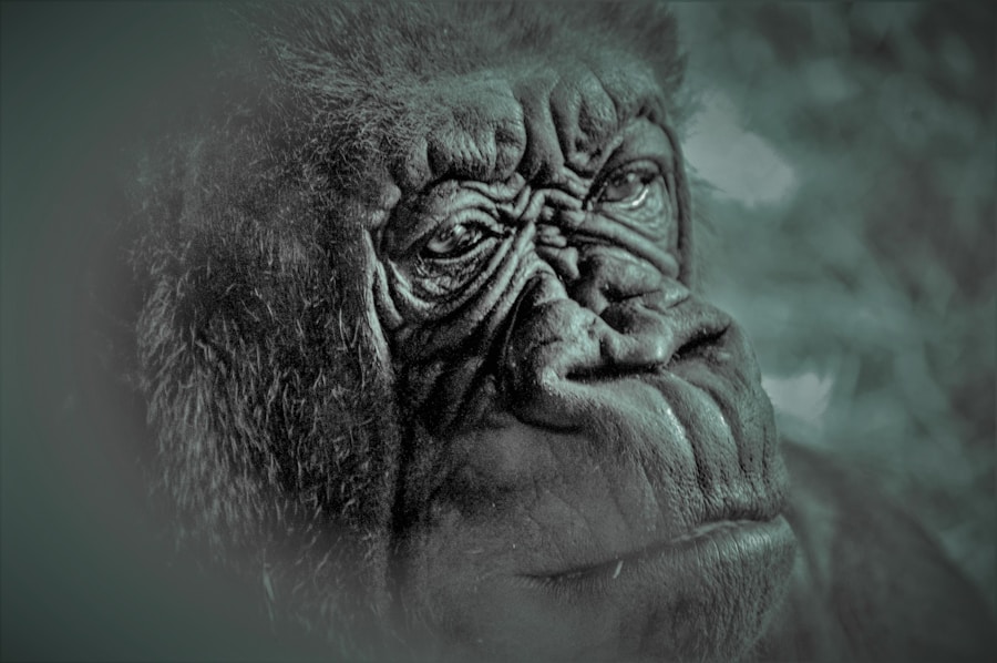 Photo "Should I watch Godzilla vs Kong first?"
