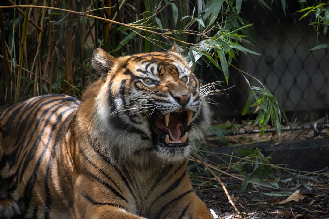 Photo Godzilla roaring