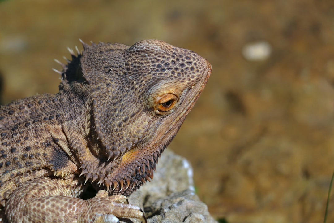 Could Godzilla Exist in the Real World?