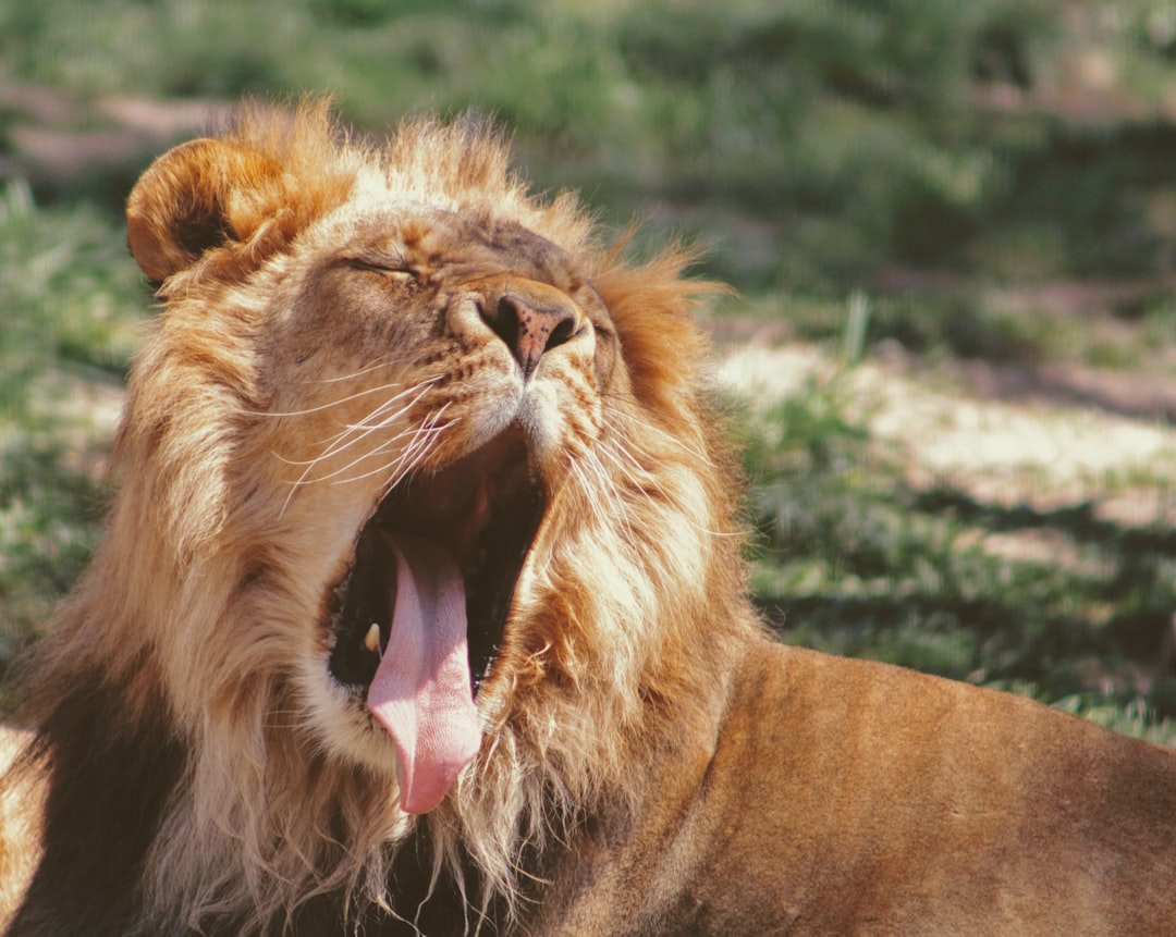 Photo Roaring challenge