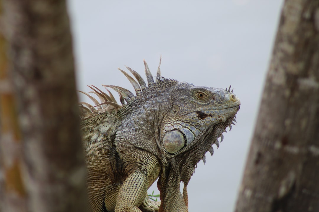 Is There a Female Godzilla?