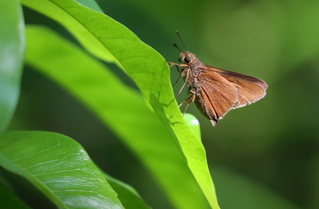Photo Mothra