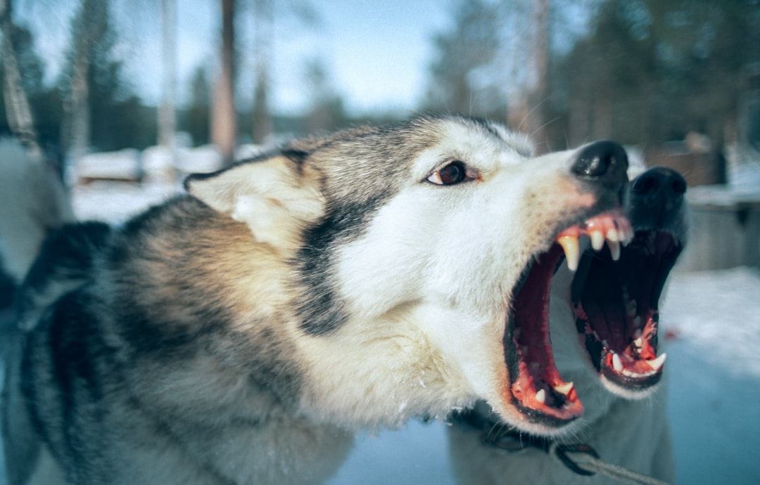 Photo godzilla roar