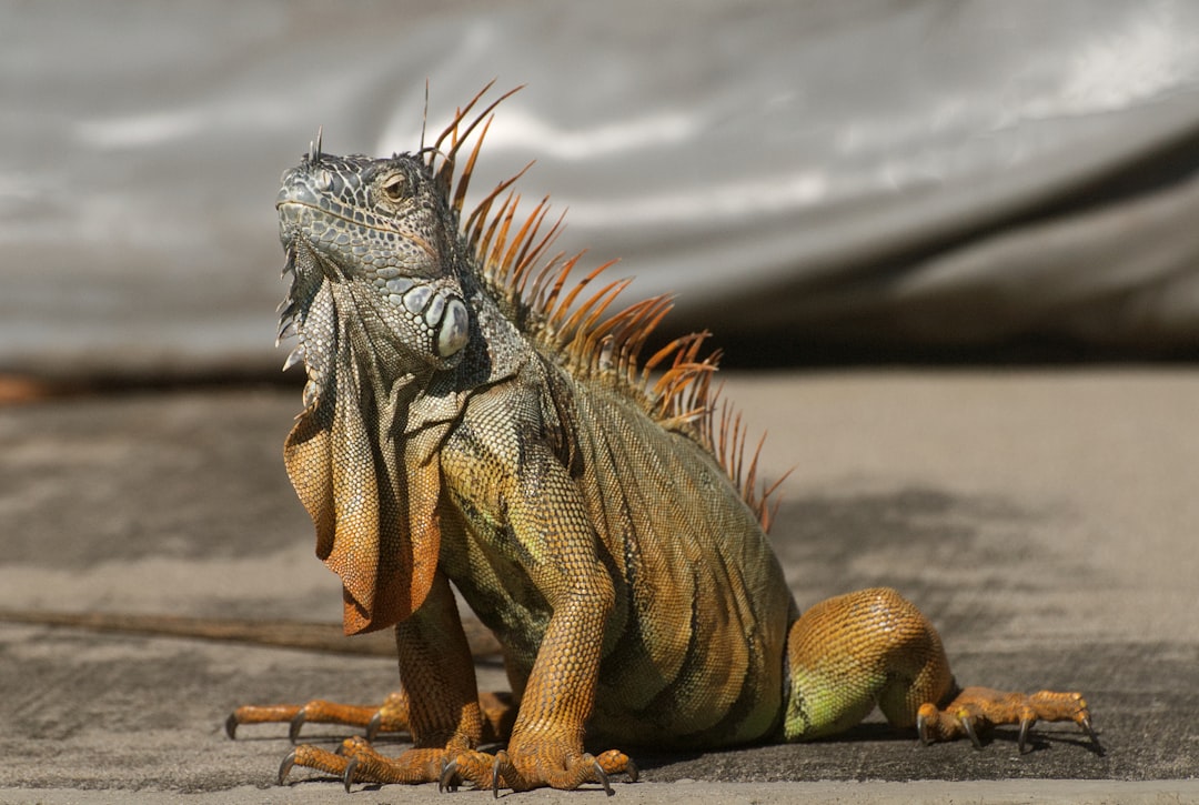 Godzilla: The Ultimate Kids Movie Adventure
