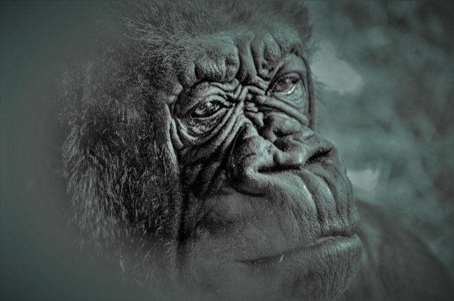 Photo godzilla x kong